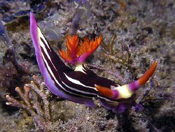 Nembrotha rutilans, Sydney by Doug Anderson 